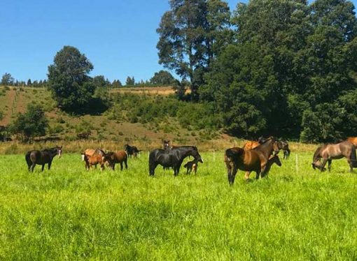 Fundo El Mañío: Talaje y hospedaje para caballos