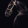 Las impresionantes fotos de caballos de Gloria Franke