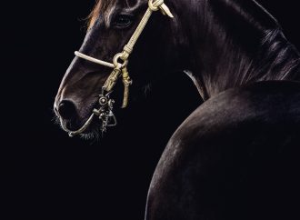 Las impresionantes fotos de caballos de Gloria Franke